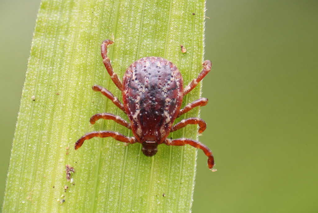 American dog tick (Dermacentor variabilis) — dorsal view showing the marbled grey-white scutum pattern.