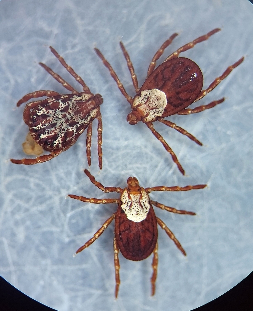 Rocky Mountain wood tick (Dermacentor andersoni) — three specimens showing the marbled scutum patterning.